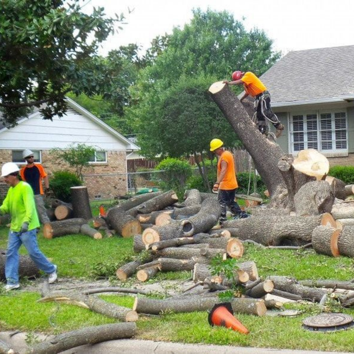 Tree Removal Company